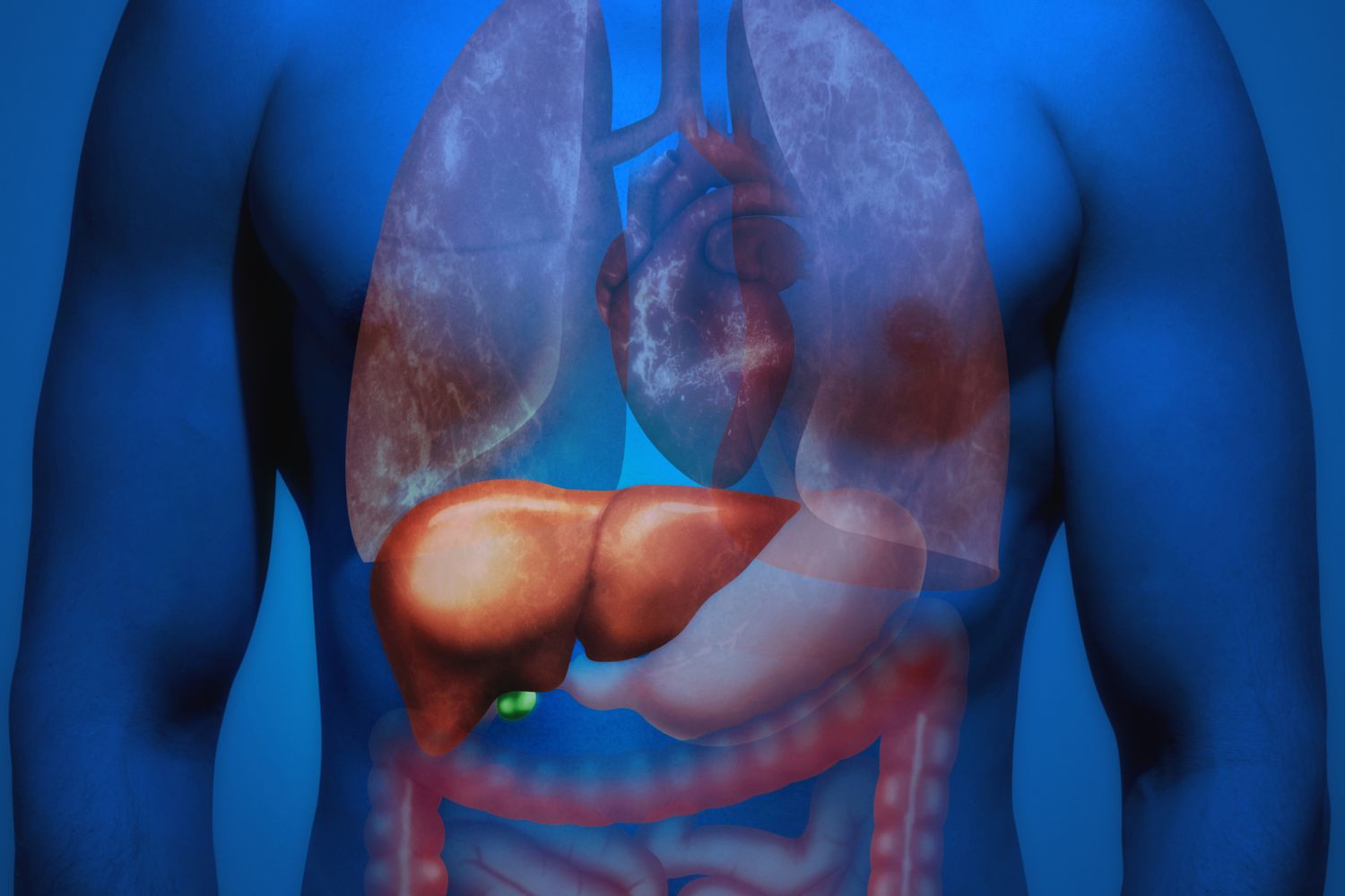 Visualization of liver inside a human body.