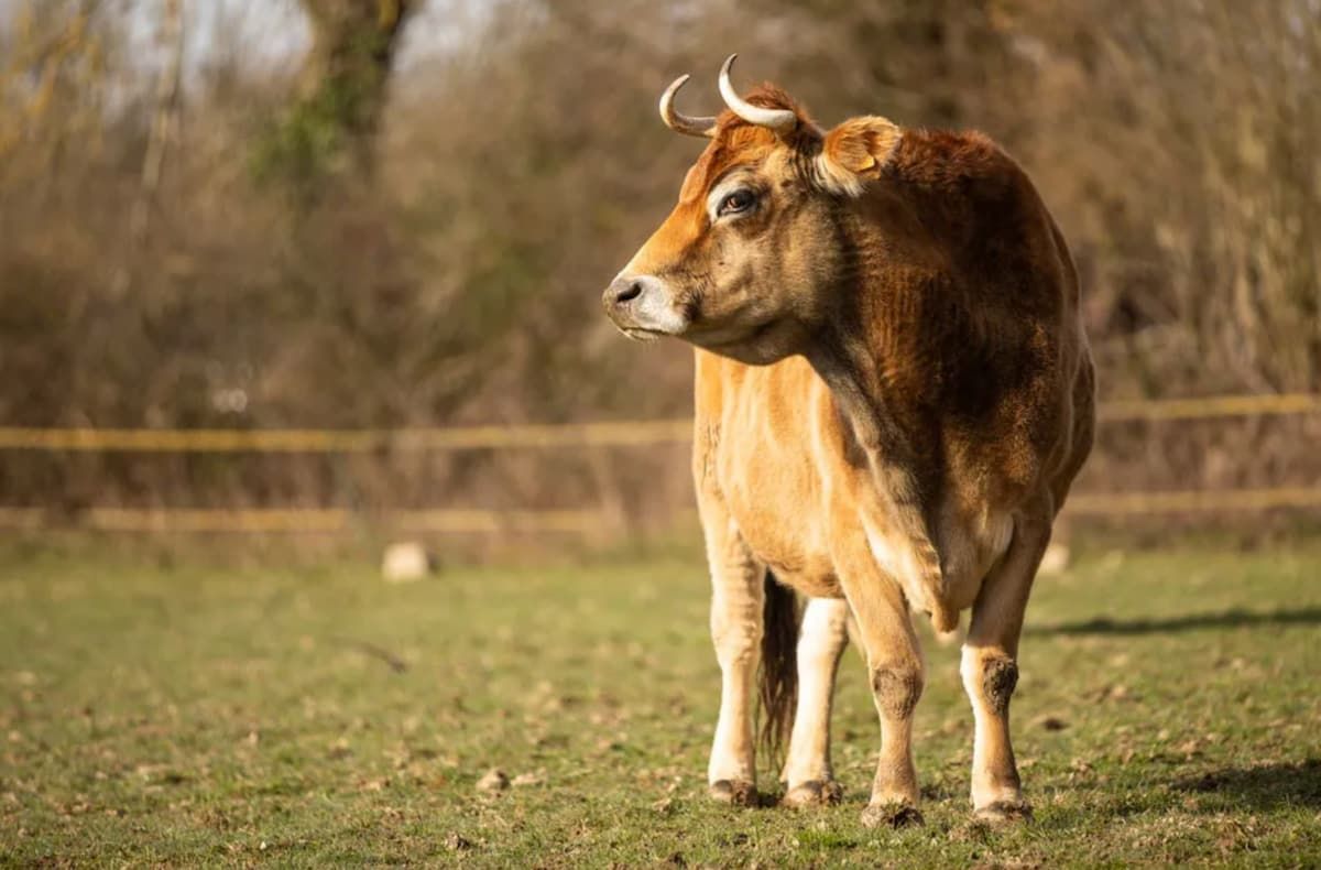 Image provenant de la page dédiée à Eole sur le site du Refuge. 