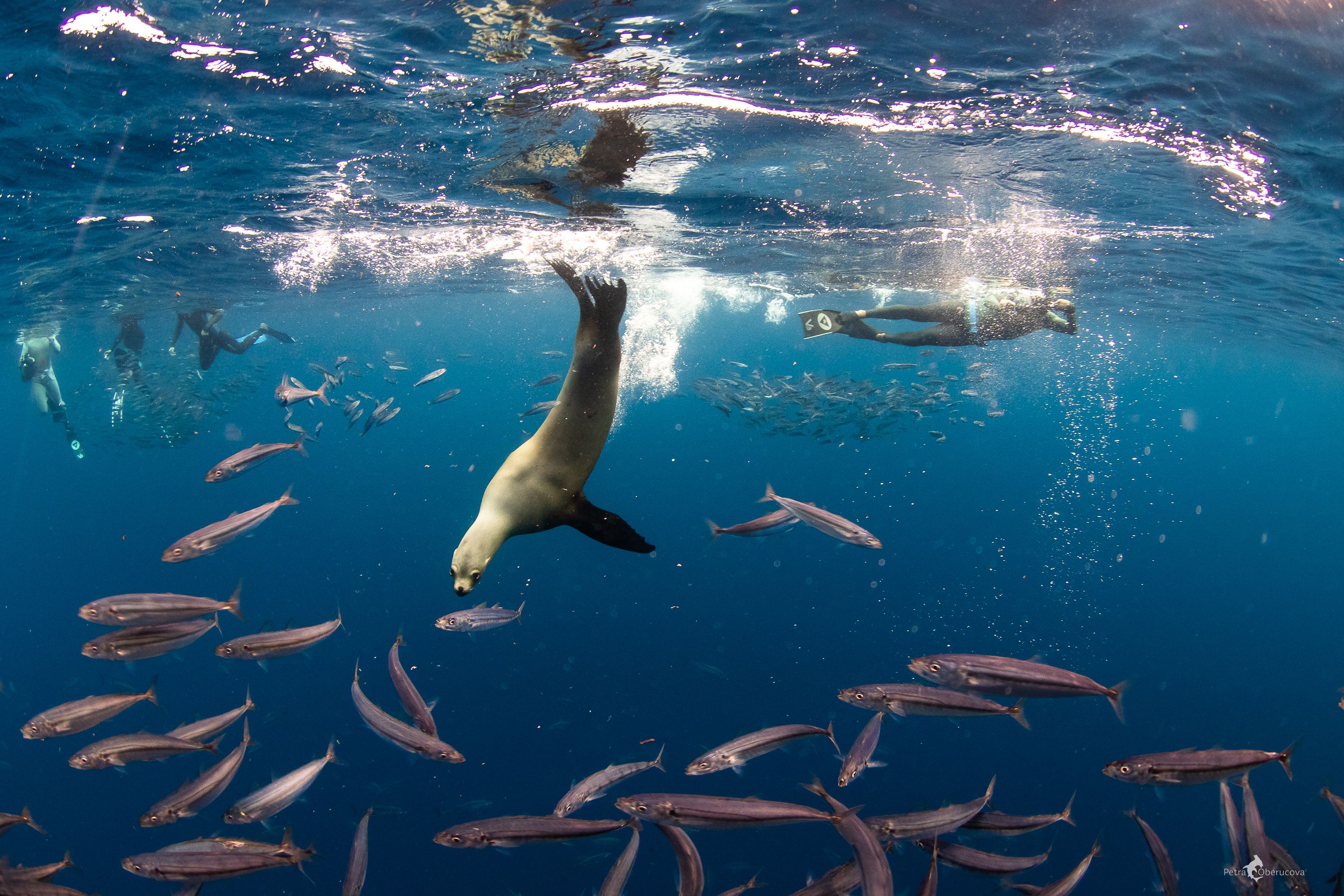 Photo by Petra Oberucova