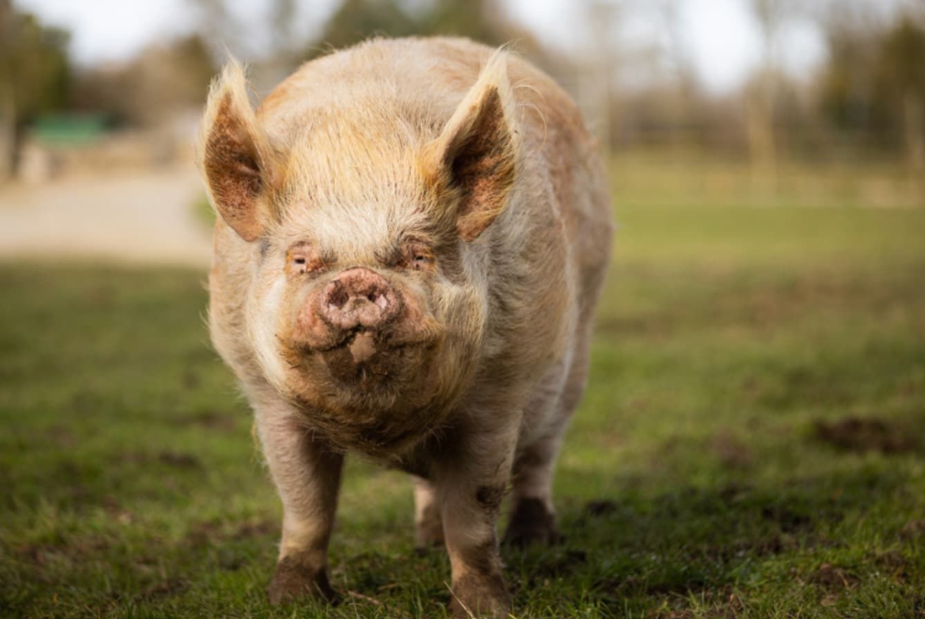 Image provenant de la page dédiée à Heston sur le site du Refuge. 