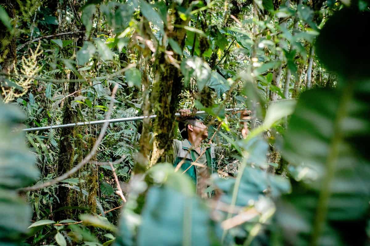 Image d’Aurelio - guide local attitré de Cœur de Forêt en expérimentation reforestation et recherche des graines d'essences natives. (Coroico - Bolivie)