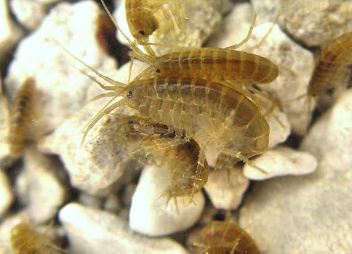 Grève du sexe chez les gammares d’eau douce (qui ressemblent à des crevettes).