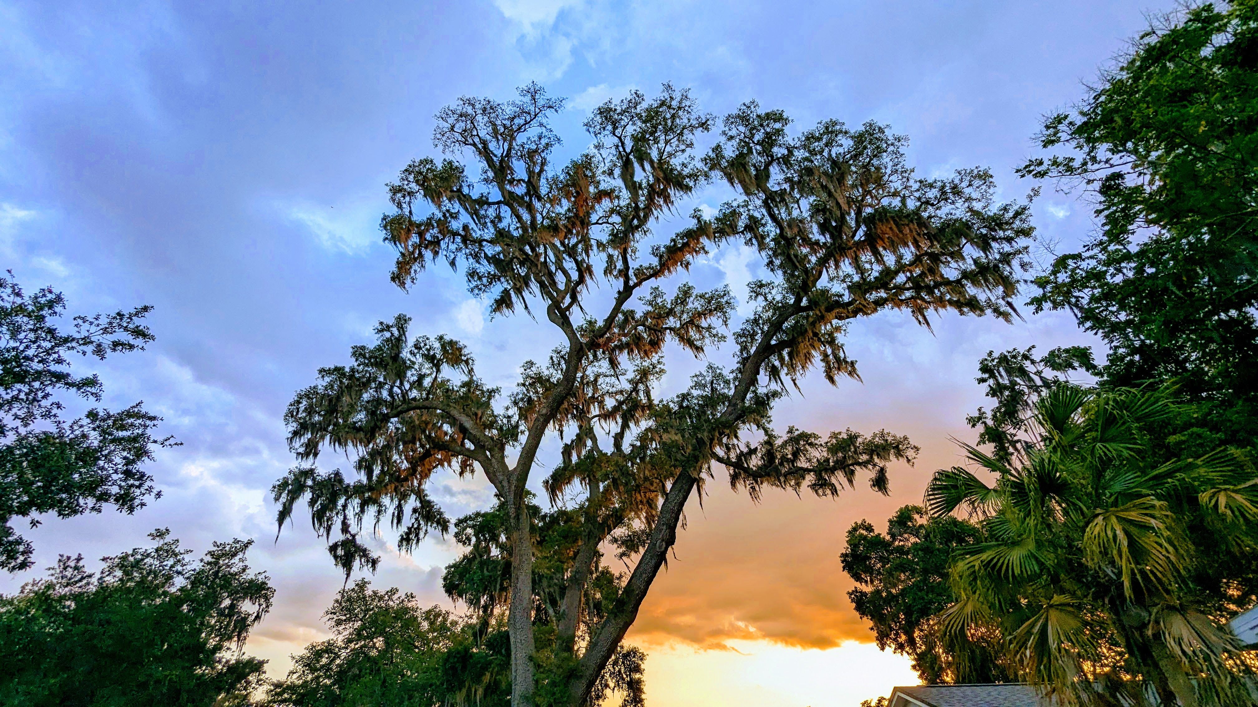 Types of Trees in Orlando — Native and Non-Native