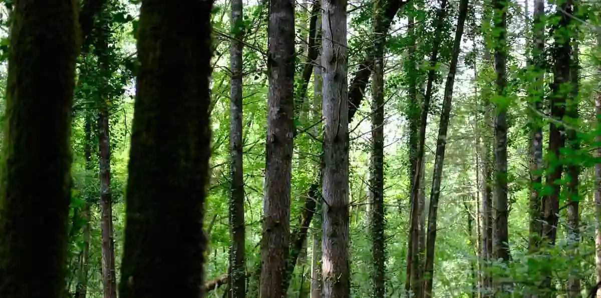 photo presentation association coeur de foret