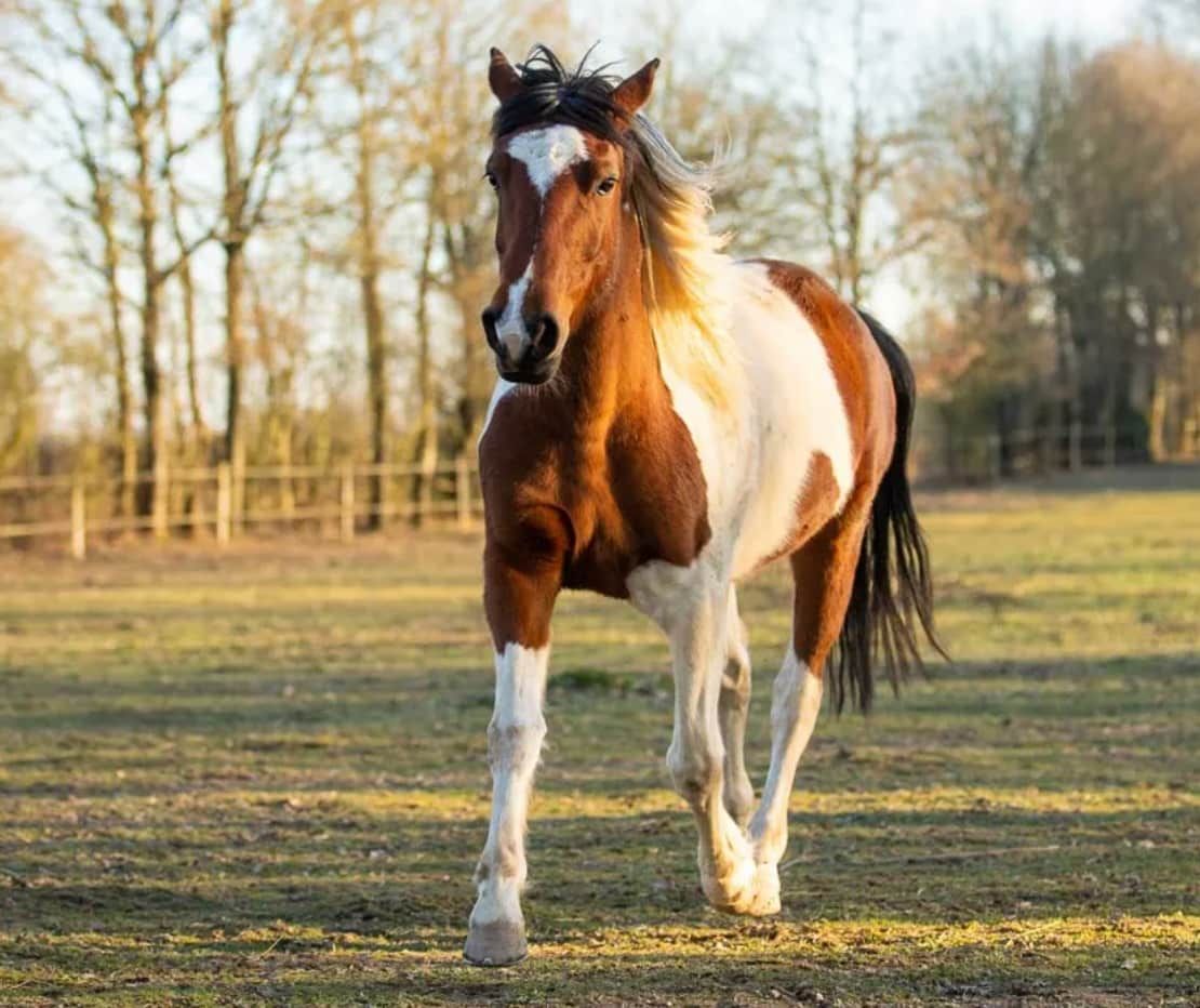 Image provenant de la page dédiée à Lauzanne sur le site du Refuge. 