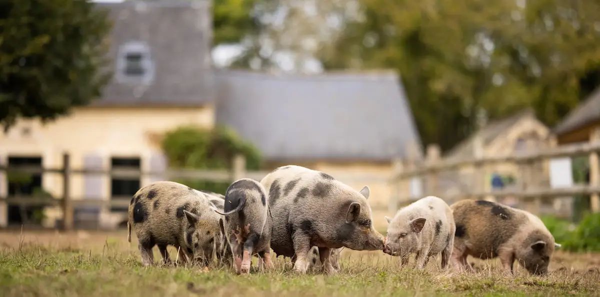 photo presentation association groin-groin