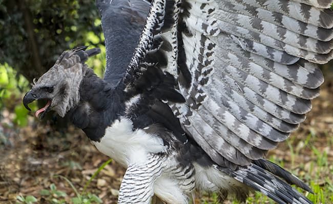 Un rapace menacé - Source : Le Mag des Animaux, Ouest France