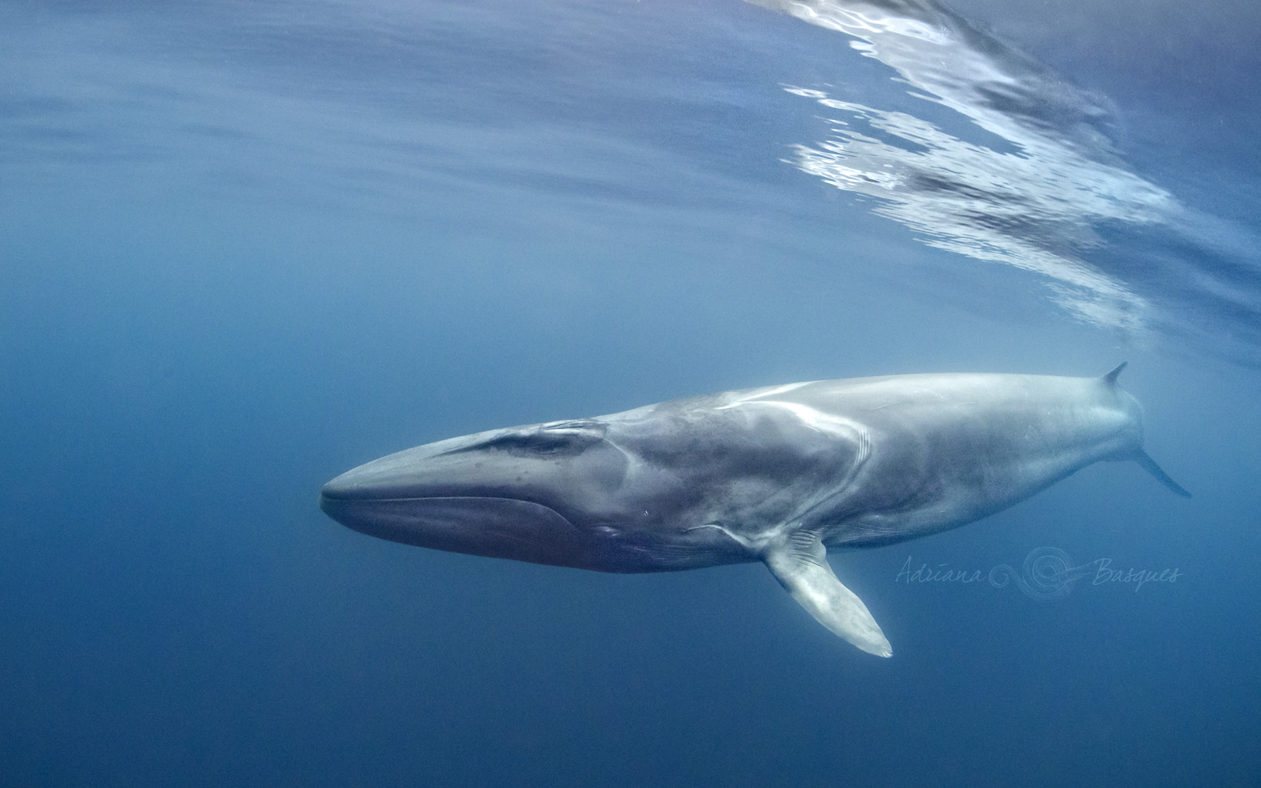 Voici un rorqual commun : imaginez-le un poil plus grand et avec la mâchoire en U comme une baleine bleue et hop, vous verrez à quoi ressemble ces hybrides.