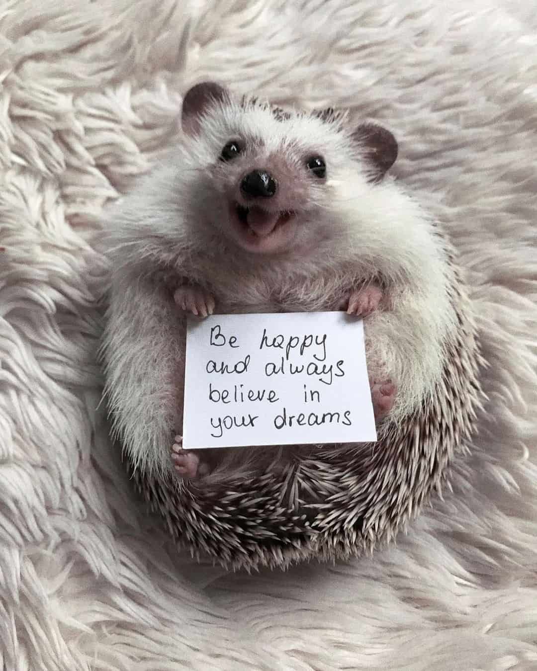 @rick_the_hedgehog