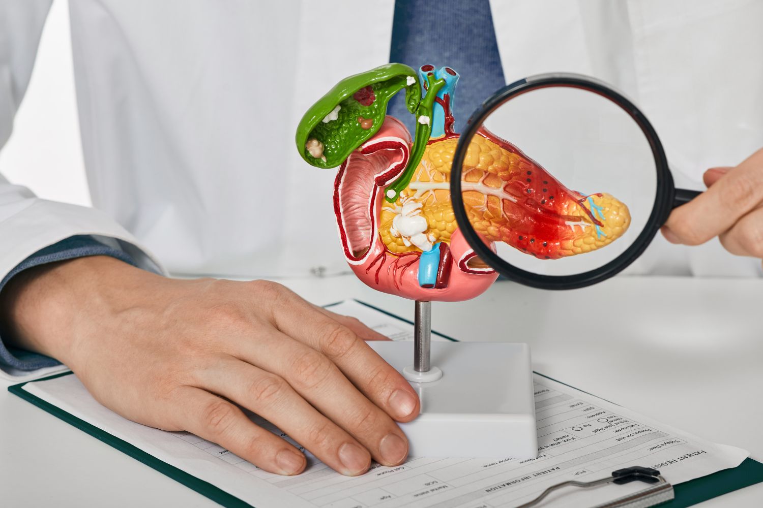 Doctor with magnifying glass over a liver model.