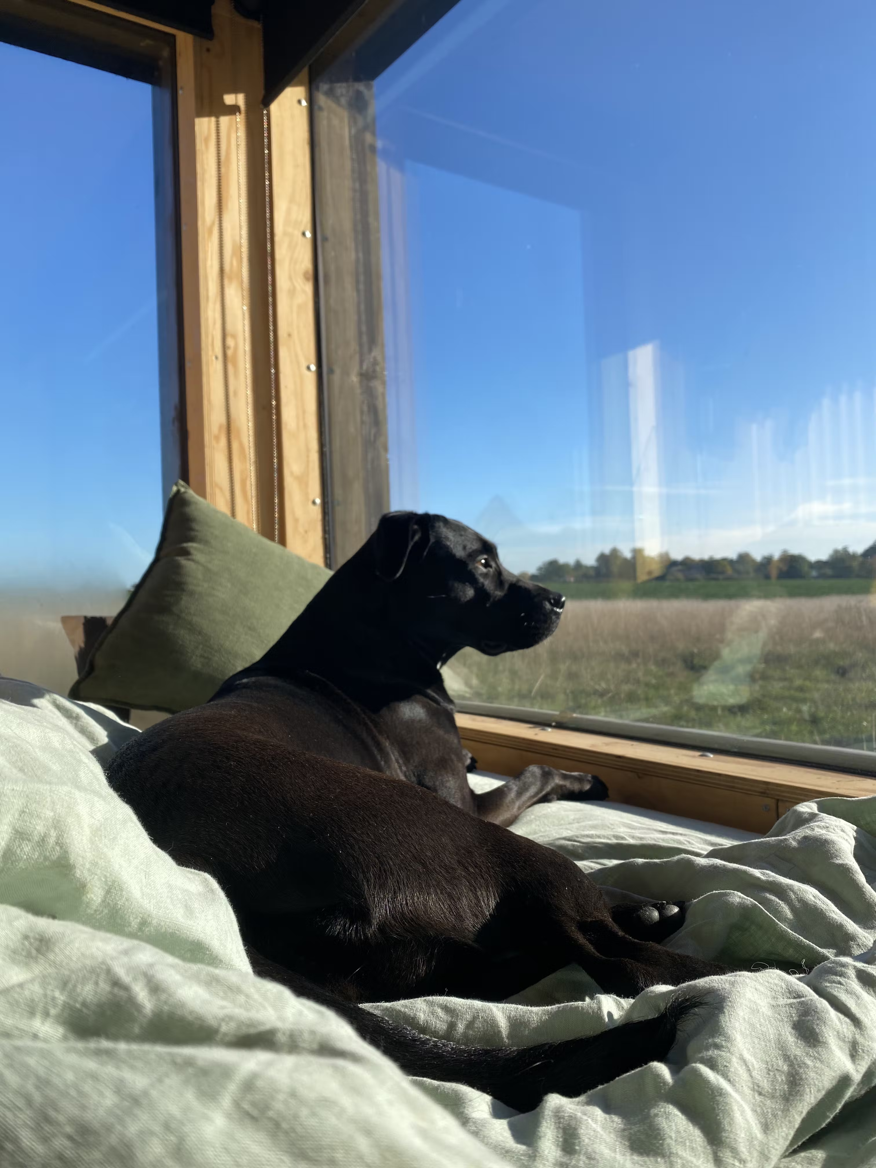 Aqua’s dog enjoying the views