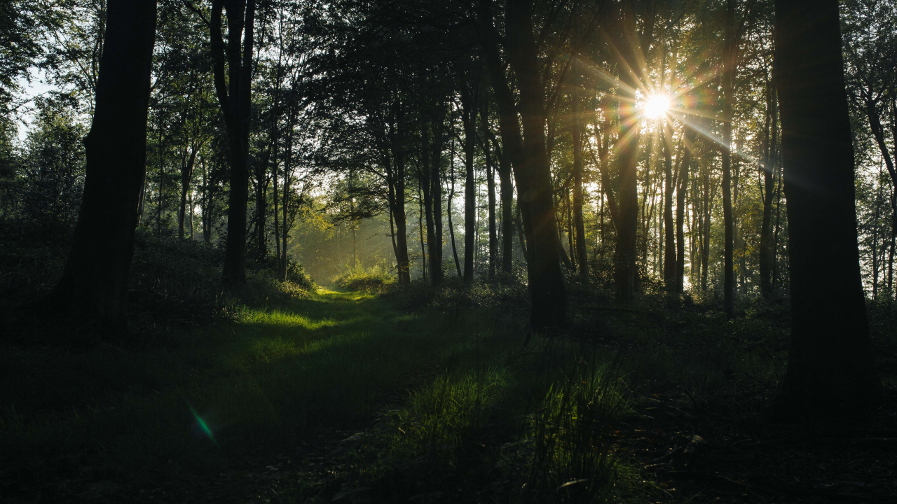 Forest walks are the strongest form of nature for calmness (forest near Olive)